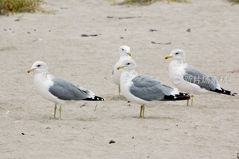 加州海鸥，Larus California，在沙滩上